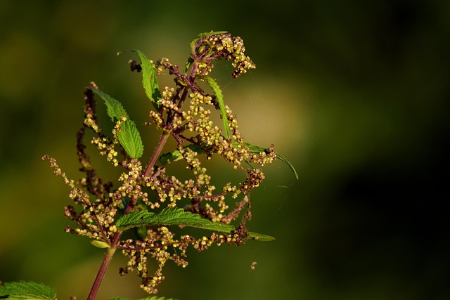 Kratom je opravdu perfektní bylina.